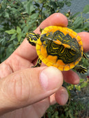 Supernova Golden Flame Florida Red Bellied Turtle