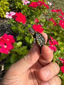 HI YELLOW Florida Box Turtle