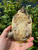 Mexican Giant Musk Adult Pair