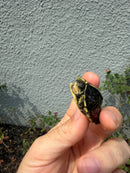 HI YELLOW Florida Box Turtle