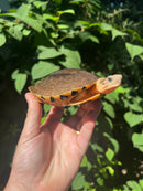 Golden Coin Box Turtle Adult Female (Cuora trifasciata )
