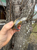 Hi White Concentric Diamondback Terrapin 2025