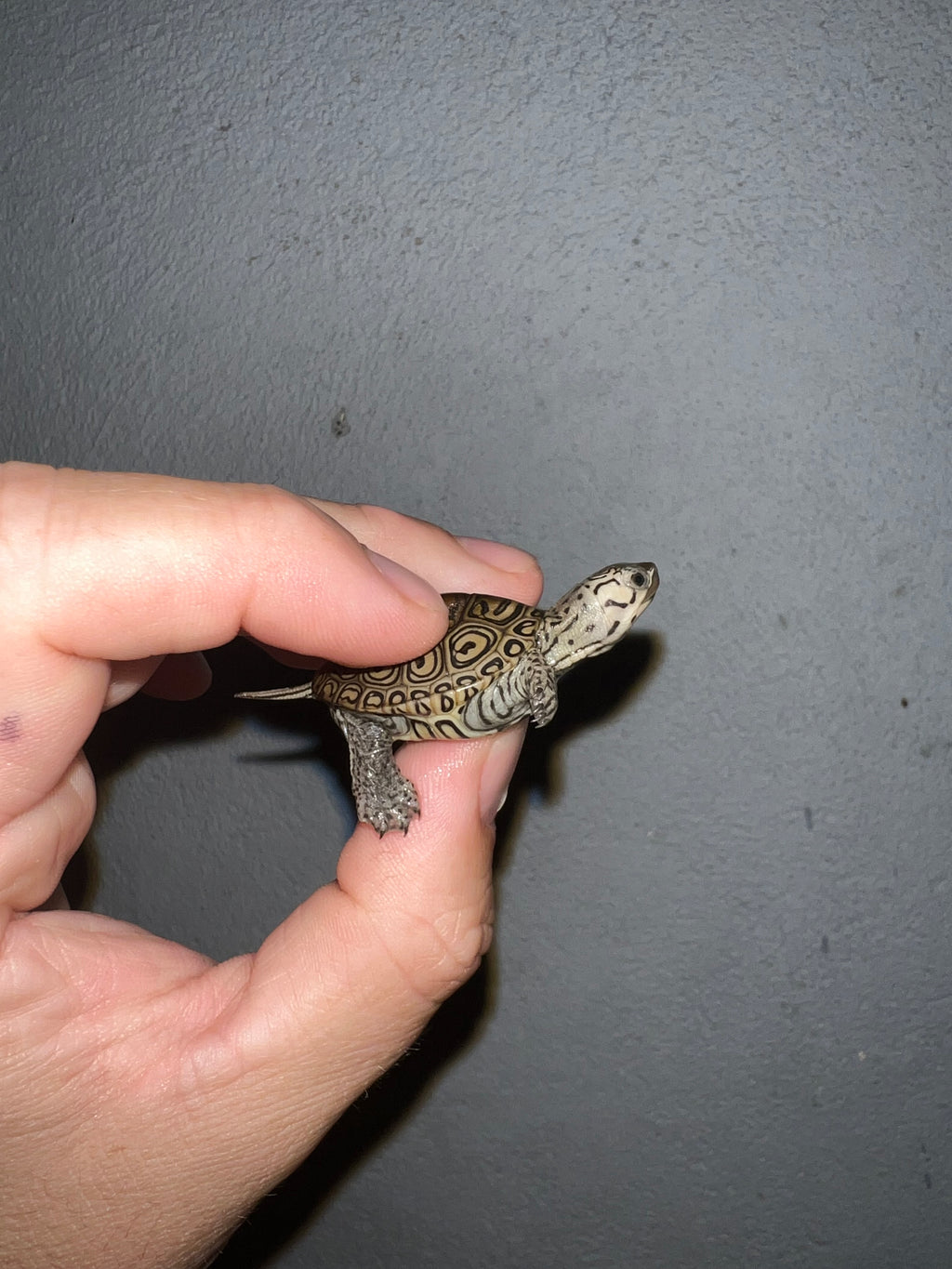 Concentric Diamondback Terrapin (malaclemys Terrapin) For Sale 