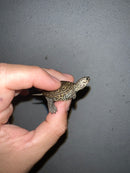 Concentric Diamondback Terrapin 2023 (Malaclemys terrapin)