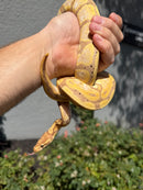 Banana Ball Python Mixed Morph Female