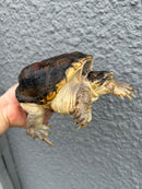 Hypomelanistic Common Snapping Turtle 2024