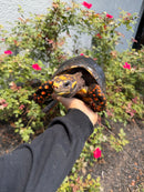 Red Foot Tortoise Adult Male