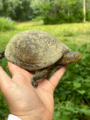 Xarre Dwarf European Pond Turtle Babies  (Emys orbicularis hellenica)