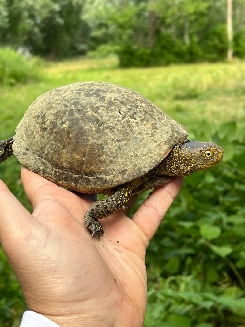 Xarre Dwarf European Pond Turtle Babies  (Emys orbicularis hellenica)