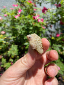 Albino Florida Snapping Turtle 2026
