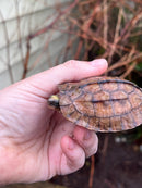 Golden Coin Box Turtle 2023