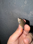 Hi White Concentric Diamondback Terrapin 2024
