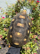 Red Foot Tortoise Adult Female