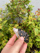Ornate Diamondback Terrapin Female