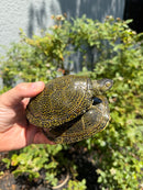 Sicilian Pond Turtle Adult Pair