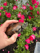 Reeves Turtles Adult Female