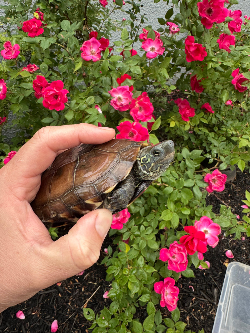 Reeves Turtle For Sale | American Reptile Distributors