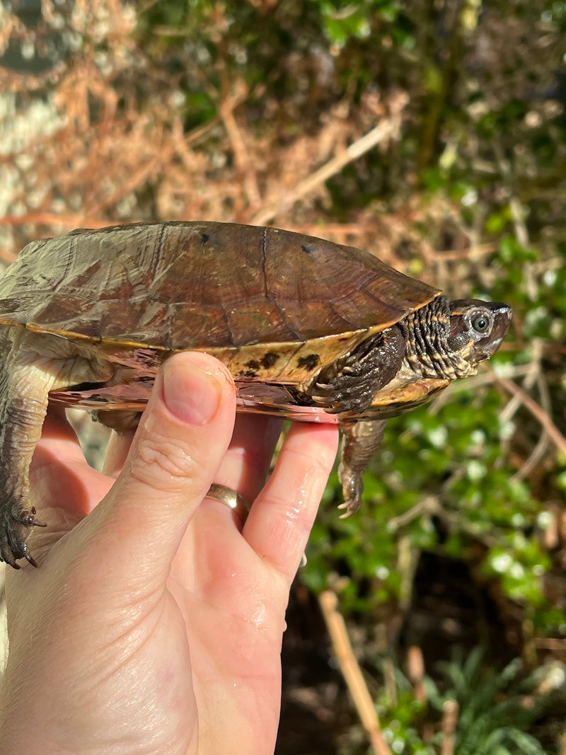 Flat Shell Turtle Juvenile Female