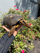 Red Foot Tortoise Adult Female
