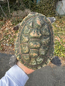 Parker's Snake Neck Turtle Adult Female