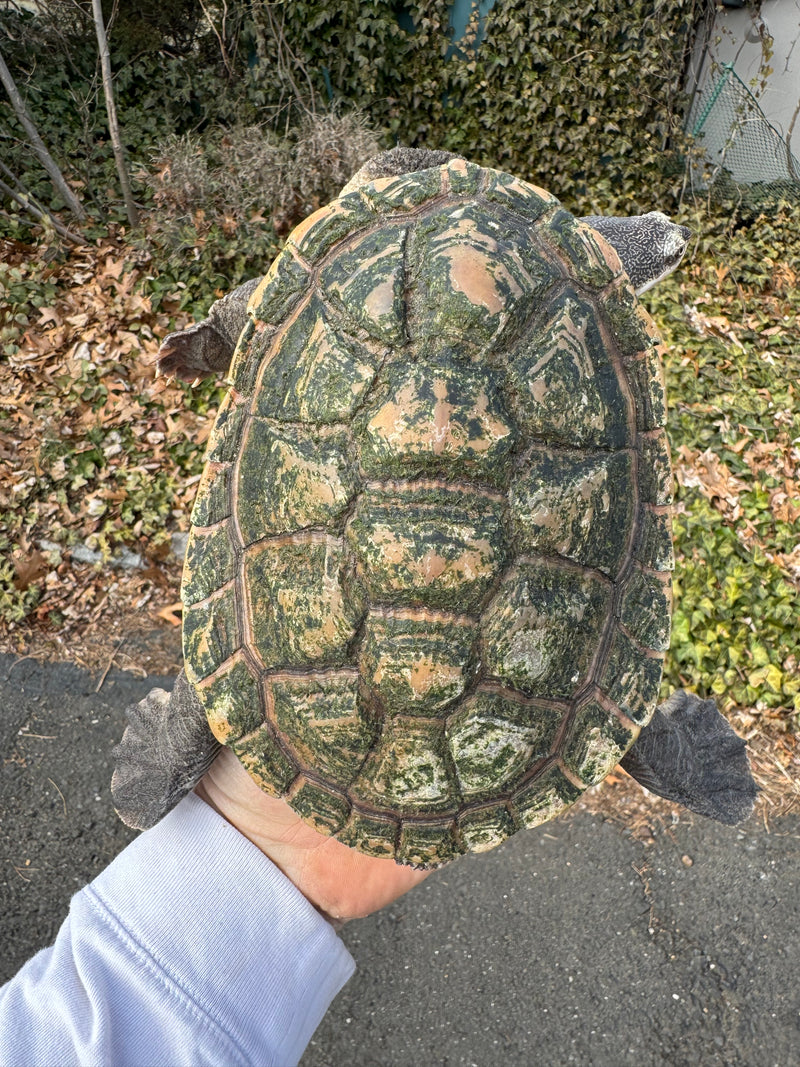 Parker's Snake Neck Turtle Adult Female
