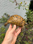 Mesopotamian Greek Tortoise Adult Male