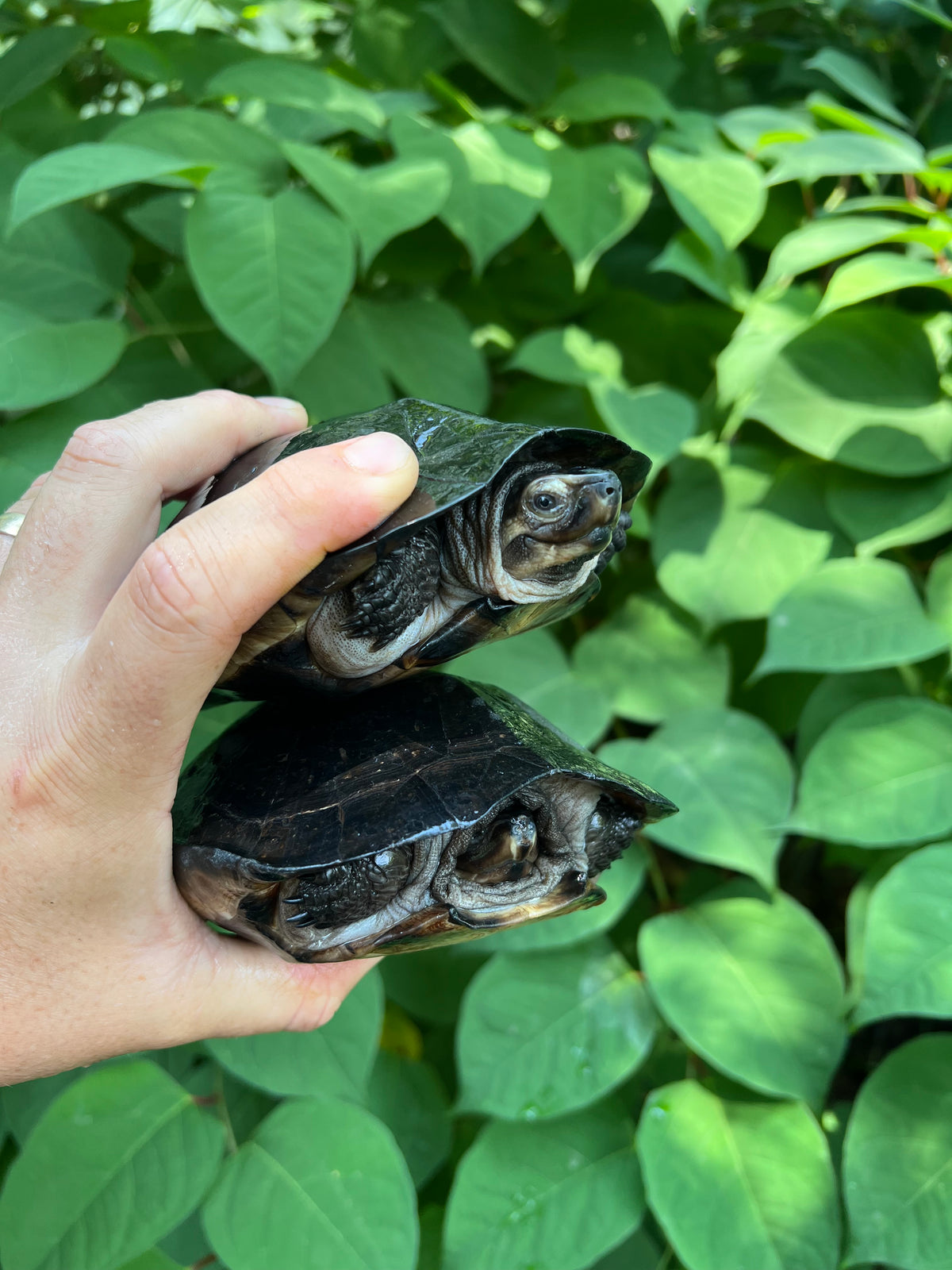 black turtle saatgut Black Marsh Turtles For Sale