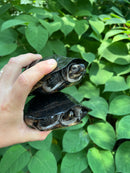Black Marsh Turtle Adult Pair