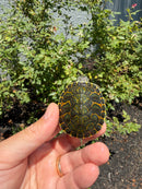 Florida Red Bellied Turtle X Peacock Slider
