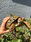 Leopard Tortoise Sub Adult Male