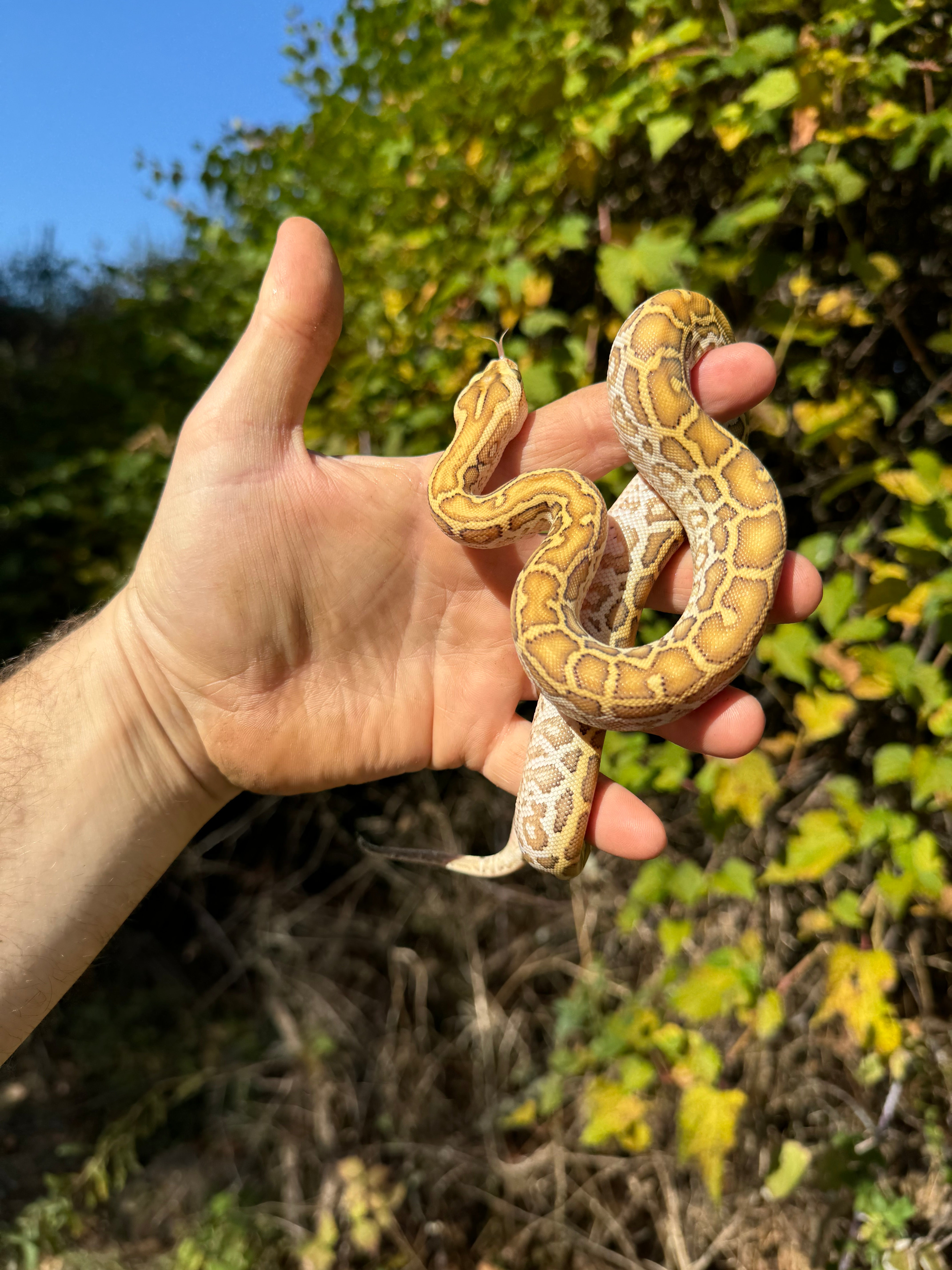 Hypo Green Burmese Python Adult Cinnamon Hypo Ball Python (Male)