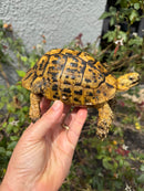 Mesopotamian Greek Tortoise Adult Male