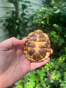 Gulf Coast Box Turtle 2021 Female
