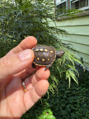 Hi Color Yellow Baby Eastern Box Turtle