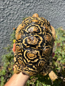Leopard Tortoise Sub Adult Male