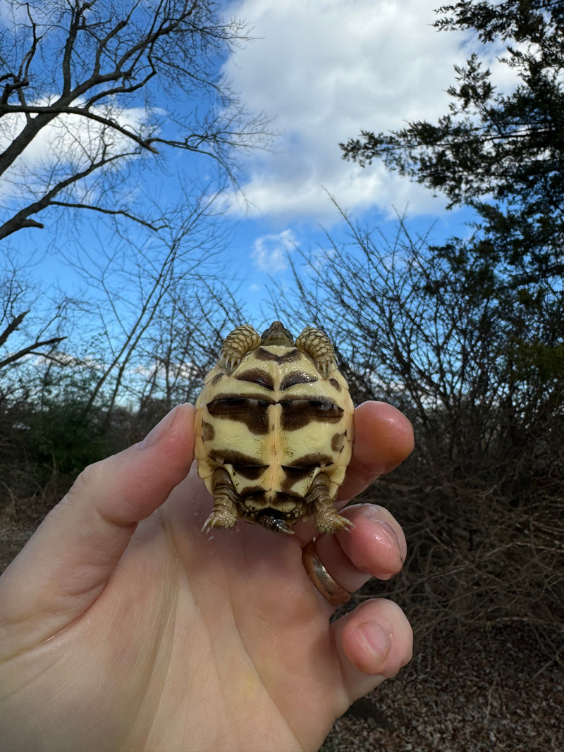 Sri Lankan Star Tortoise 2024