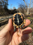 Spotted Turtle 2023 Female
