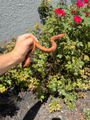 Red Salt Marsh Water Snake Adult Female