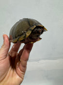 Razor backed Musk Turtle CB Adults (Sternotherus carinatus)