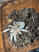 Chilean Rose Hair Tarantula (2 inch)  (Grammostola rosea)