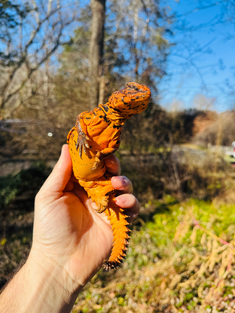 Super Red Niger Uromastyx Adult Pair