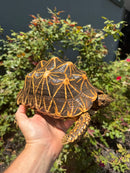 Sri Lankan Star Tortoise 2010