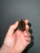 Hi White Concentric Diamondback Terrapin 2023