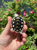 Ornate Diamondback Terrapin Female