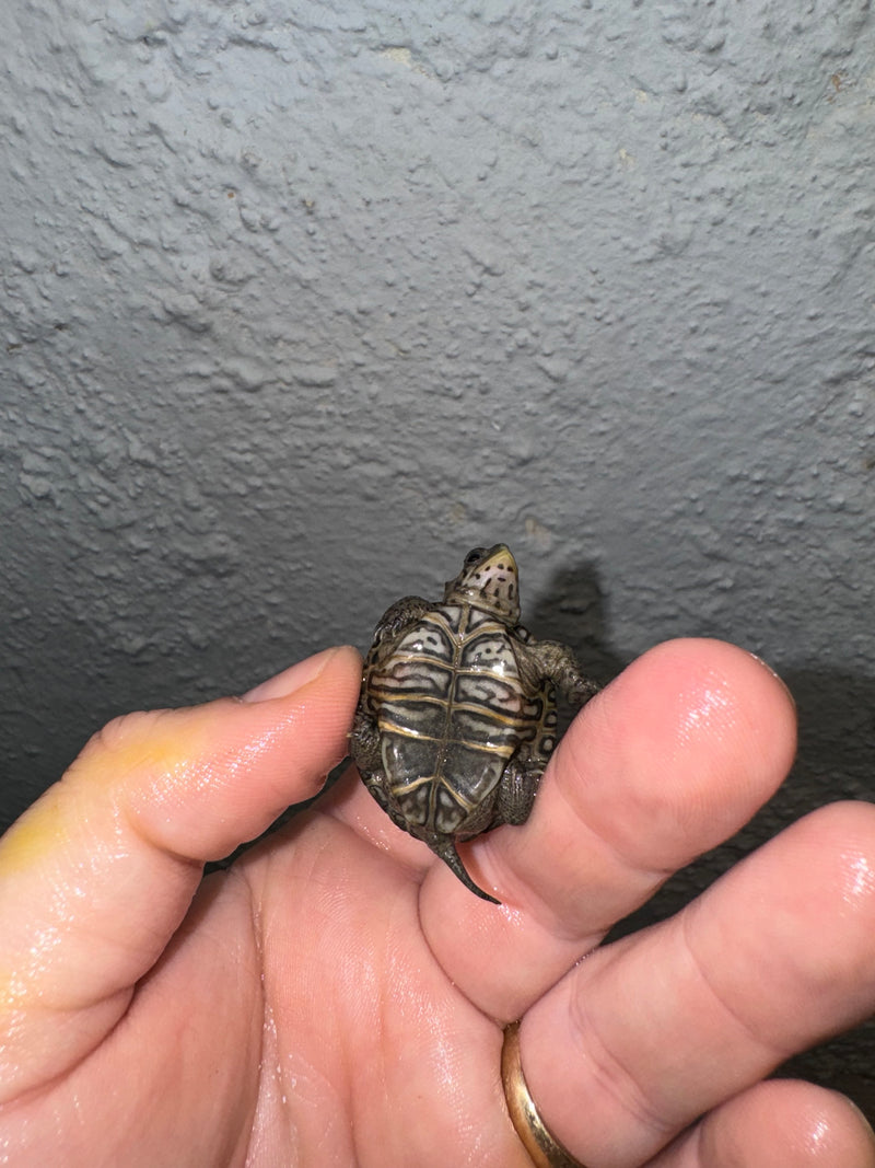 Hi White Concentric Diamondback Terrapin 2024