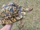 Leopard Tortoise Adult Female