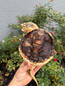 Hypomelanistic Common Snapping Turtle 2024