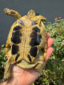 Eastern Hermann's Tortoise Adult Male