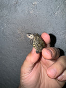 Hi White Concentric Diamondback Terrapin 2024