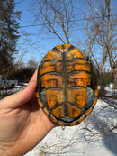 Ornate Diamondback Terrapin Male